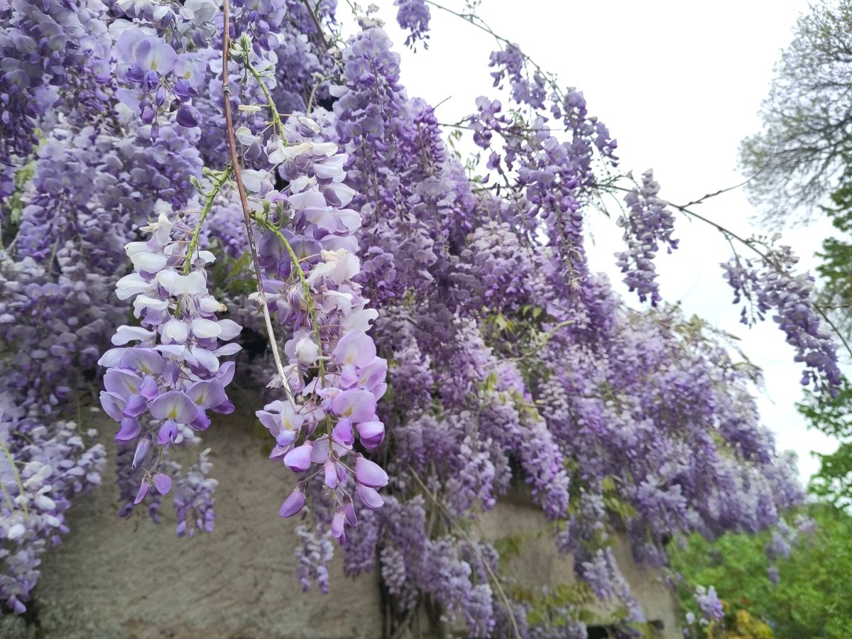 Wisteria floribunda