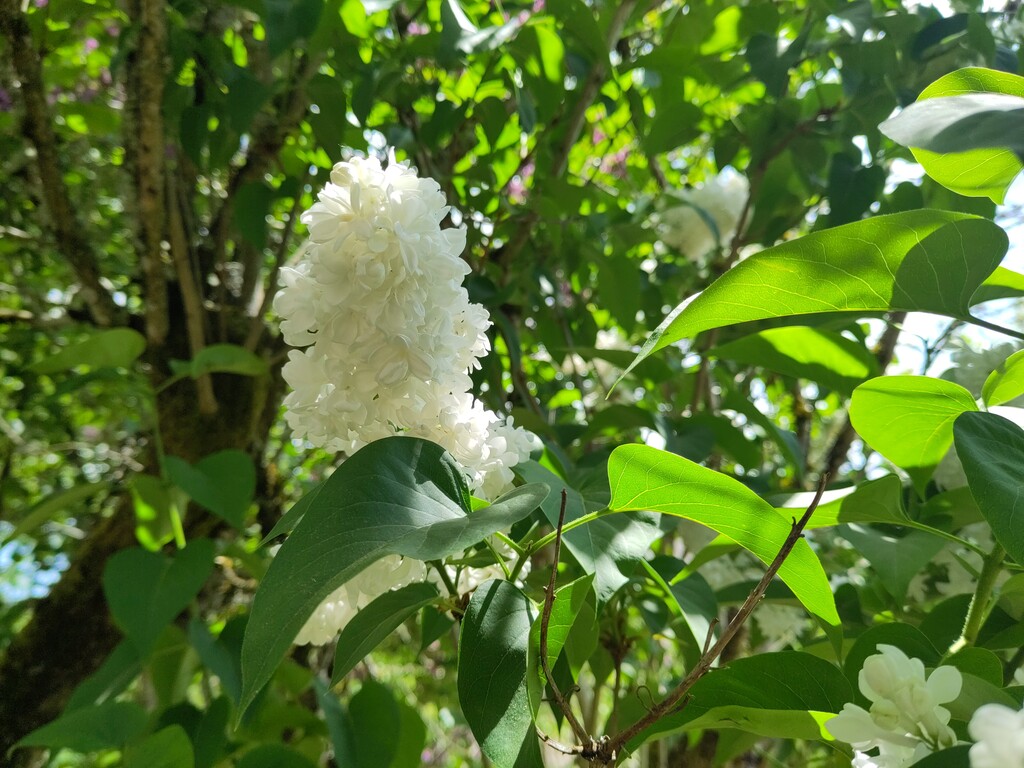 Syringa vulgaris
